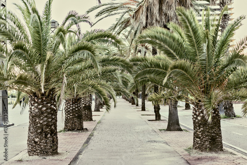 Palm tree alley in Barcelona  Spain Vintage style photo