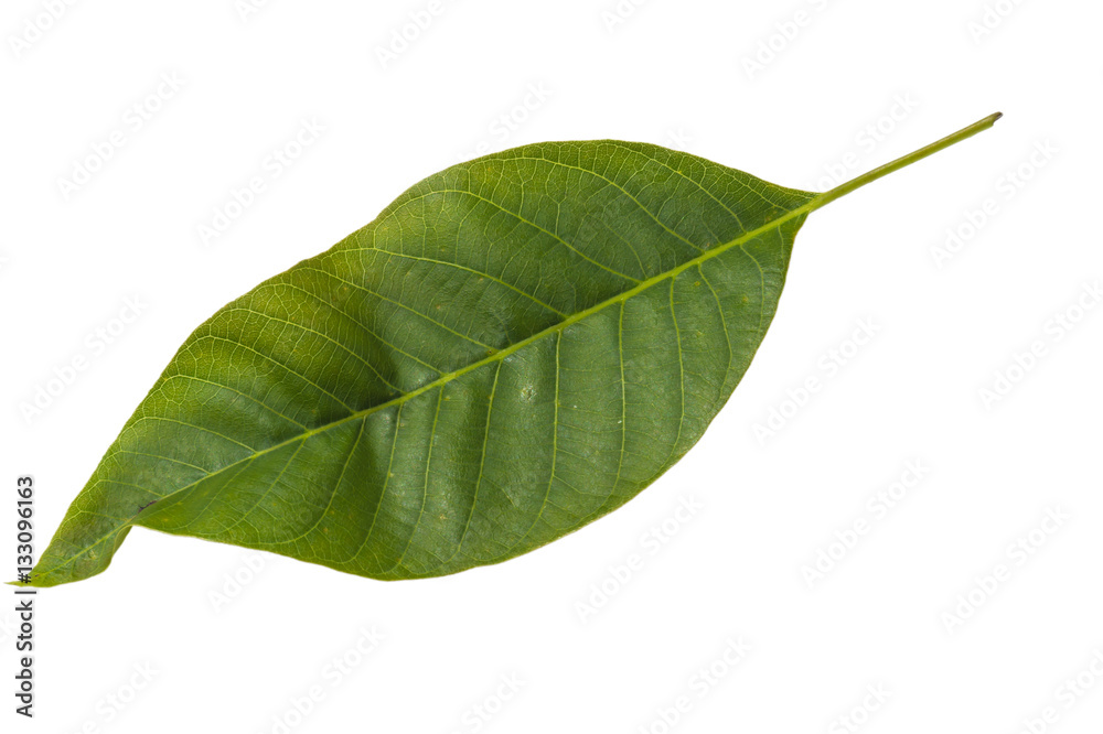 Obraz premium walnut leaf