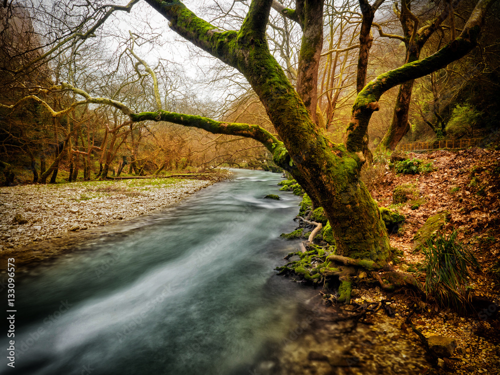 River flow among the trees River flow among the trees