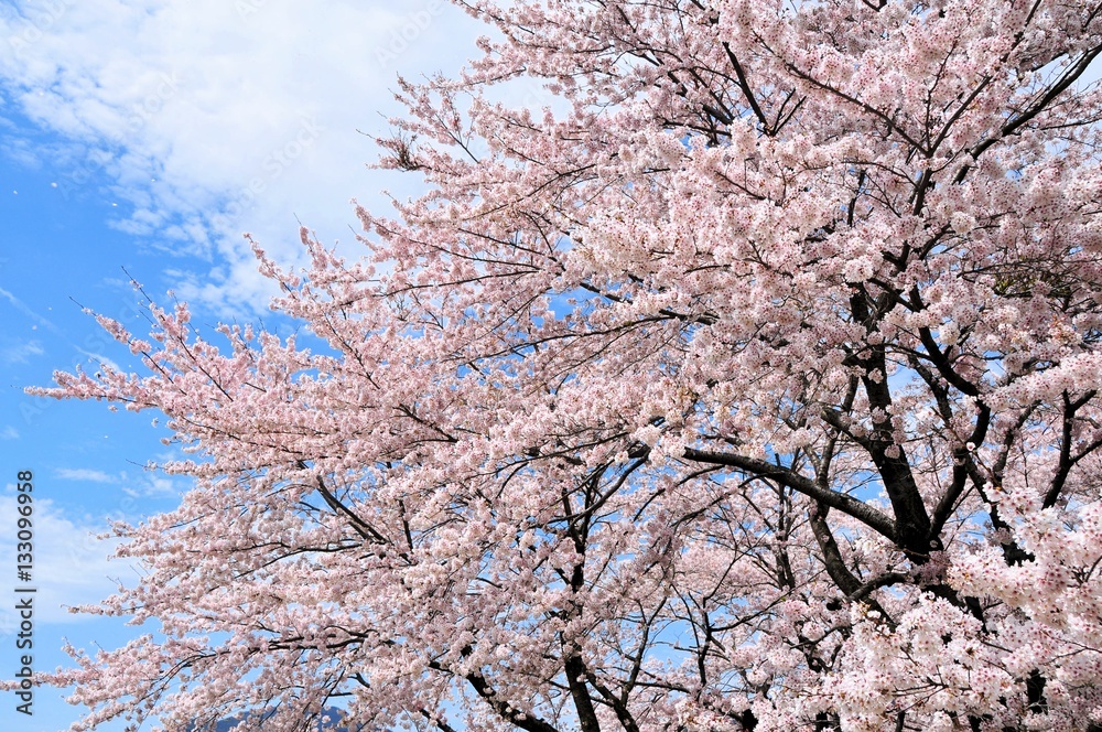 河口湖の桜 河口湖の桜