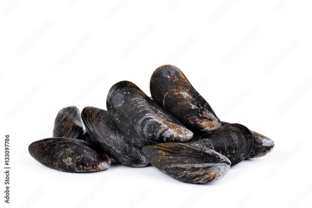 Fresh mussel isolated on a white background. Fresh mussel isolated on a white background.