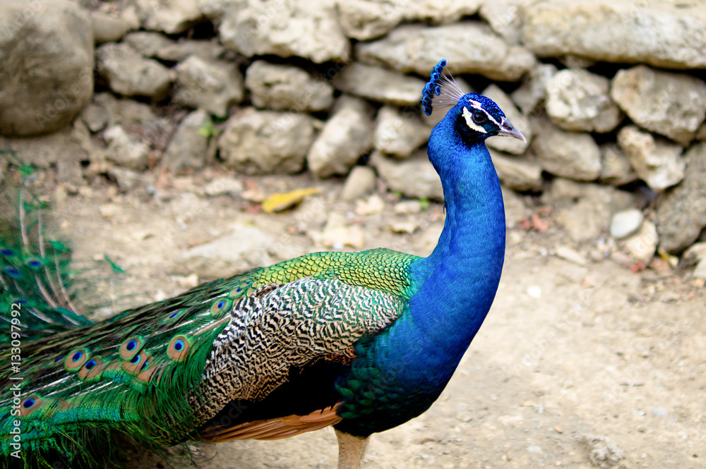 Fototapeta premium Peacock