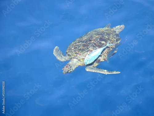 Large sea turtle in the sea.