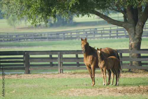 Beautiful horse mare and foal in green farm field pasture equine industry
