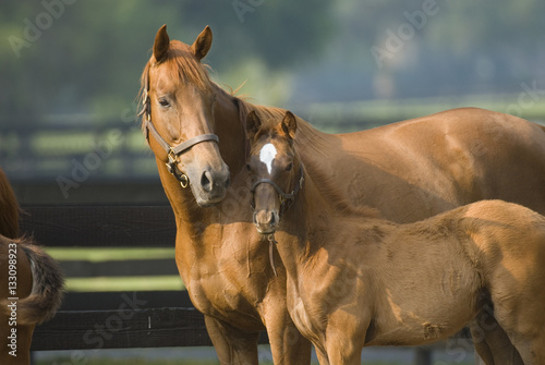 Tela Beautiful horse mare and foal in green farm field pasture equine industry