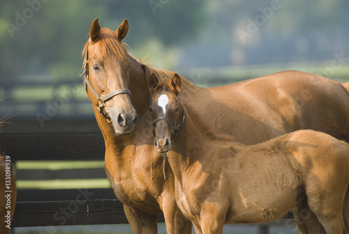 Beautiful horse mare and foal in green farm field pasture equine industry
 photo
