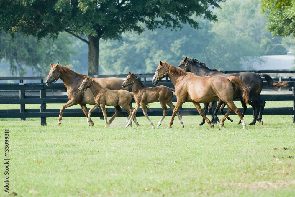 Beautiful horse mare and foal in green farm field pasture equine industry
Beautiful horse mare and foal in green farm field pasture equine industry
