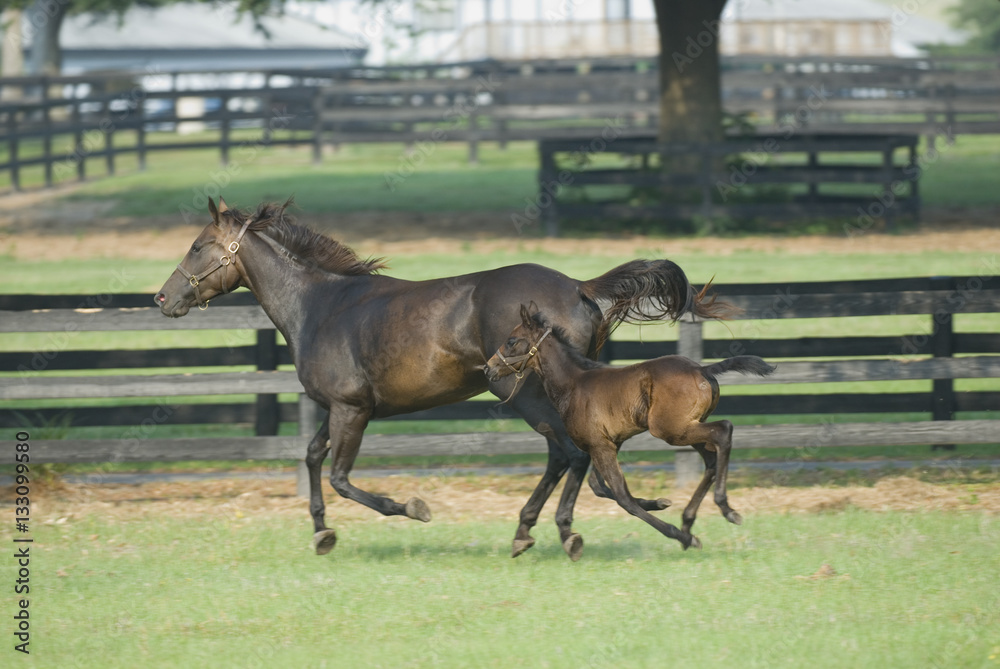 Beautiful horse mare and foal in green farm field pasture equine industry
Beautiful horse mare and foal in green farm field pasture equine industry