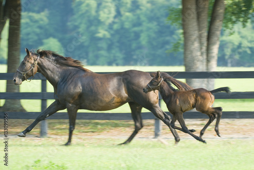 Beautiful horse mare and foal in green farm field pasture equine industry
