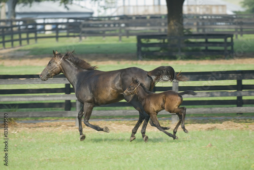 Beautiful horse mare and foal in green farm field pasture equine industry
