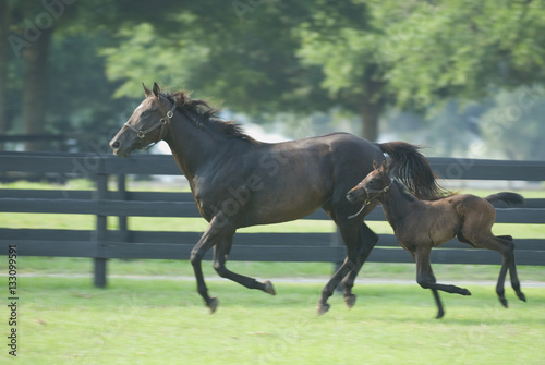 Beautiful horse mare and foal in green farm field pasture equine industry 