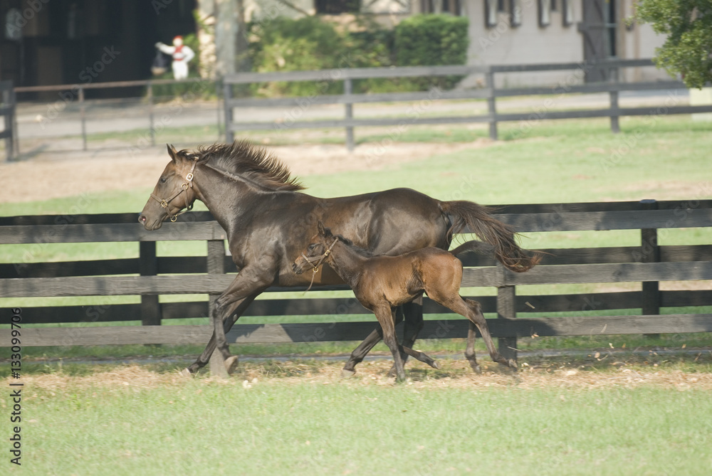 Obraz premium Beautiful horse mare and foal in green farm field pasture equine industry