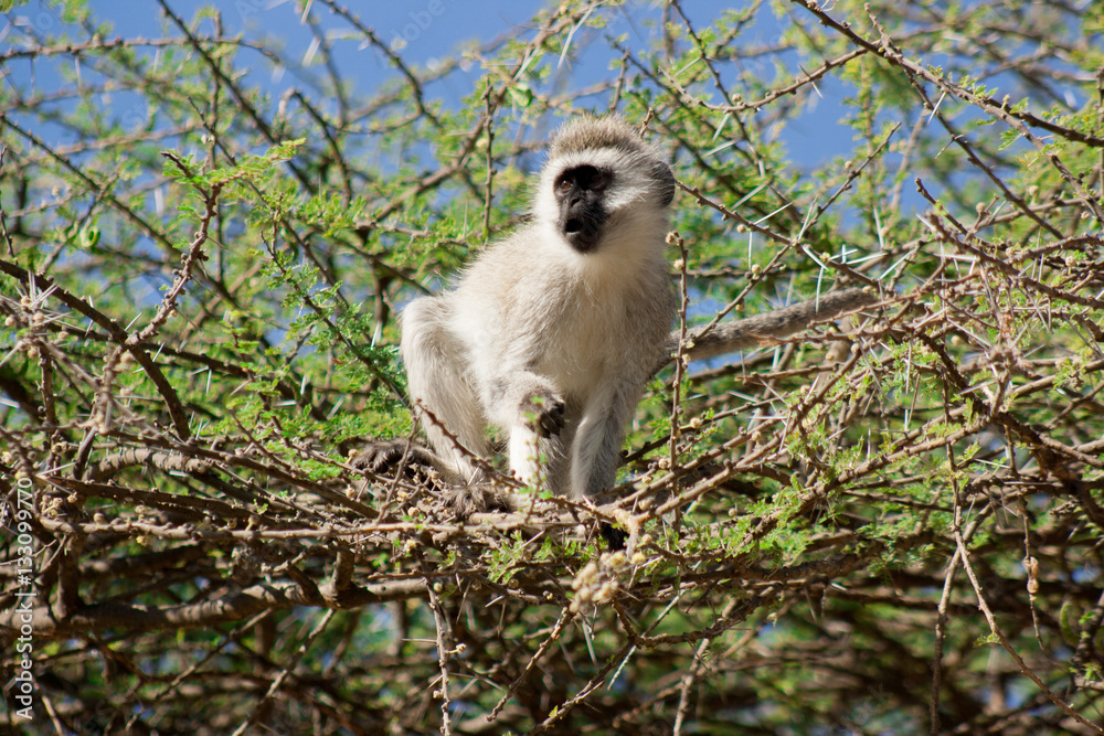 Obraz premium African Wildlife