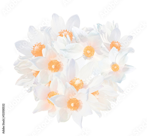 White snowdrops (Pulsatilla patens) isolated on white background. The spring flowers grow in Western Siberia. Red List species. 