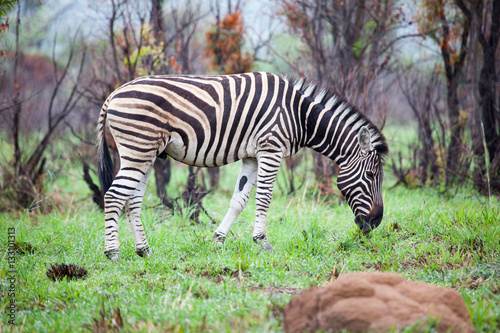 Zebra in the African Bush 