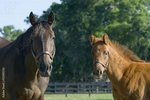Beautiful horse mare and foal in green farm field pasture equine industry  