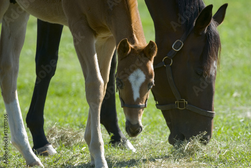 Beautiful horse mare and foal in green farm field pasture equine industry 