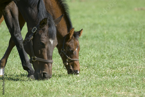 Beautiful horse mare and foal in green farm field pasture equine industry
