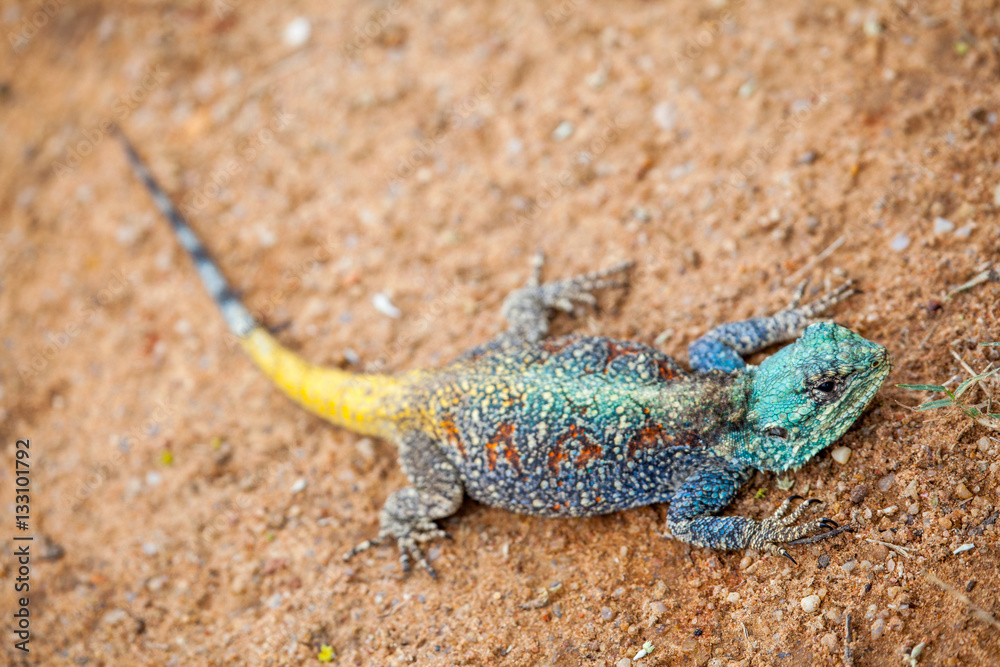 Blue-headed Tree Agama, Bloukop Koggel Mander Blue-headed Tree Agama, Bloukop Koggel Mander
