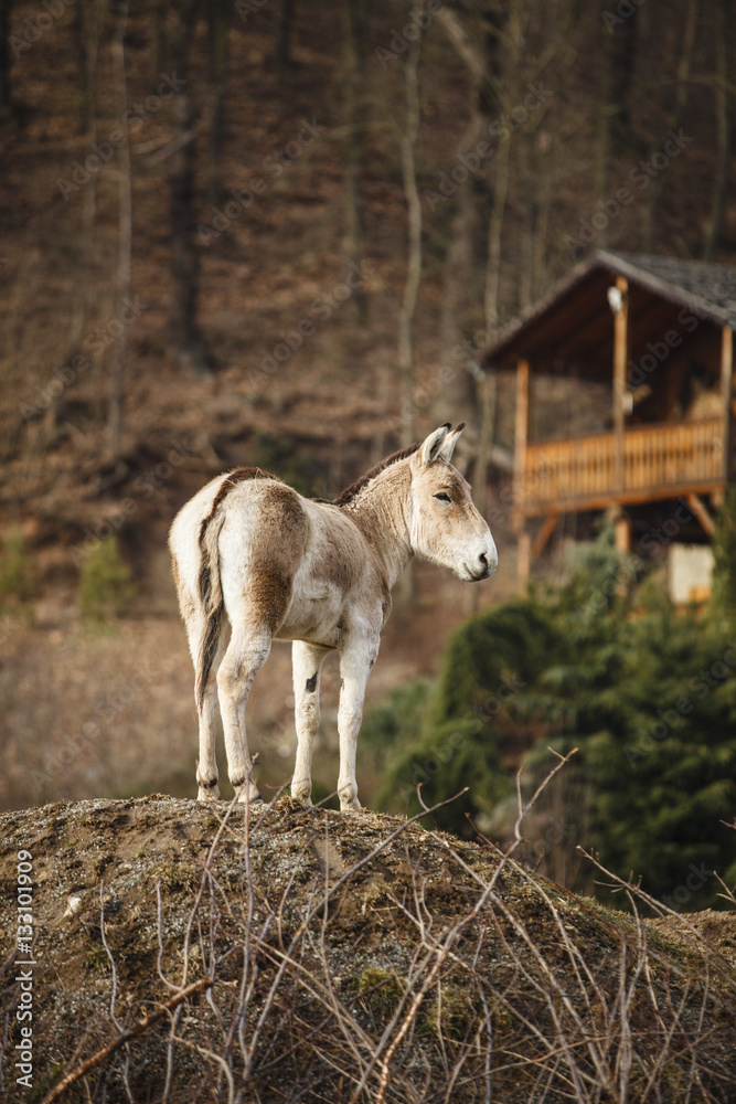 A donkey A donkey
