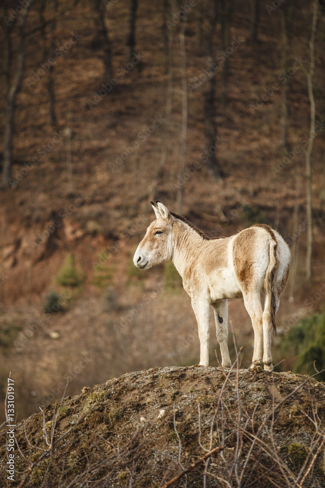 A donkey A donkey