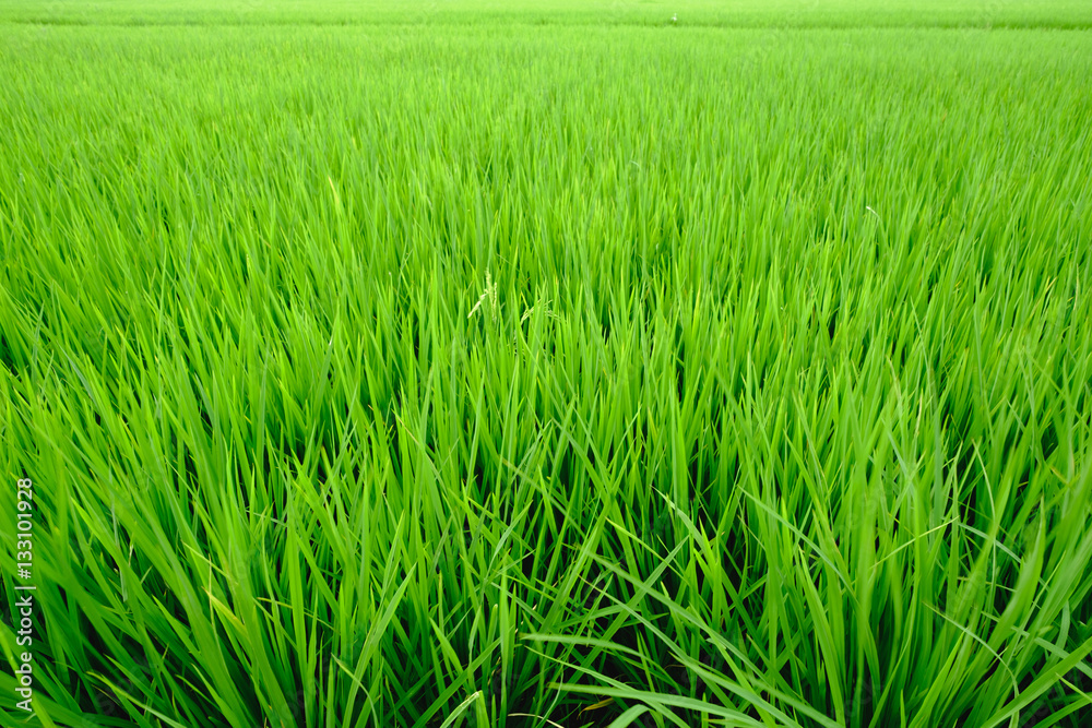 Close up of fresh rice field with sunlight in the early morning in Thailand, background texture. Close up of fresh rice field with sunlight in the early morning in Thailand, background texture.
