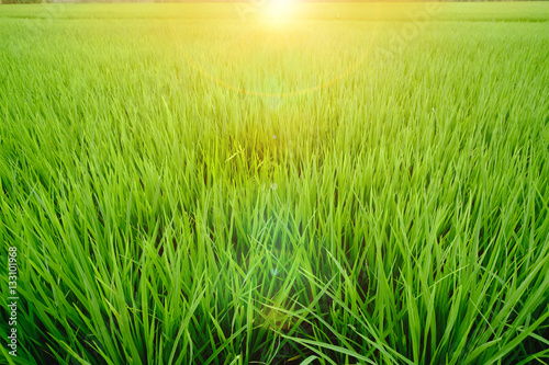 Close up of fresh rice field with sunlight in the early morning in Thailand, background texture.