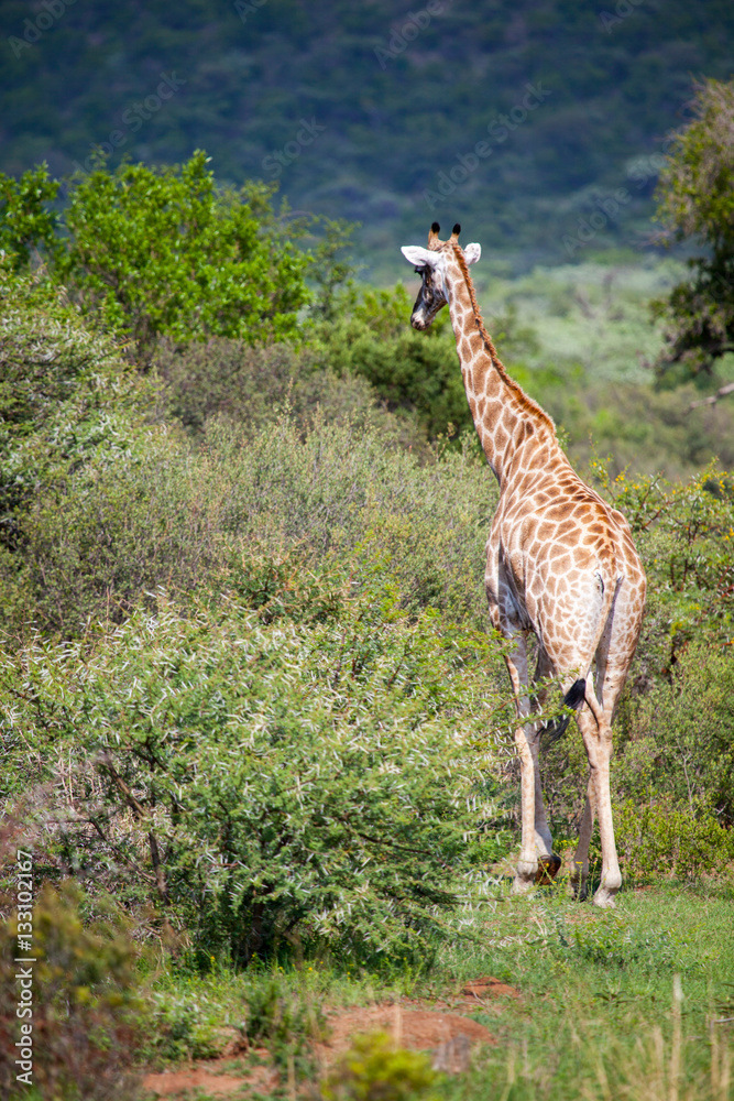Obraz premium Giraffe Grazing in South African Bush