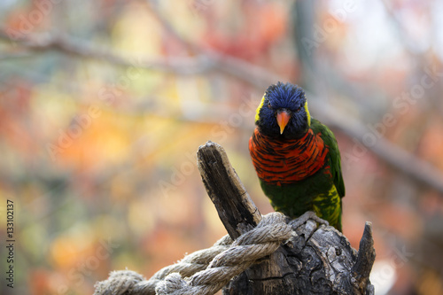 Rainbow Lorikeet Perched On Tree Branch
