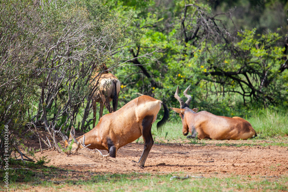 Red Hartebeest In The Bush In South Africa Red Hartebeest In The Bush In South Africa