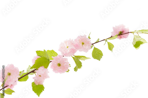 Sakura branch isolatet on white background