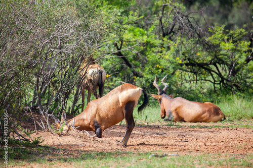 Red Hartebeest In The Bush In South Africa