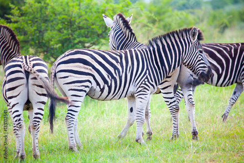 Zebras in the bush in South Africa