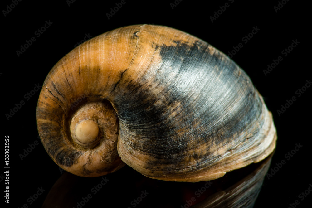 Gehäuse Meeresschnecke auf schwarz
