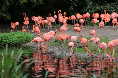 Rosa Flamingos im See