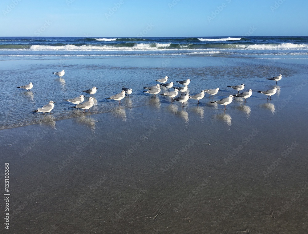 A flock of Bonaparte's gulls on the shoreline at Jacksonville Beach, Florida, USA. 