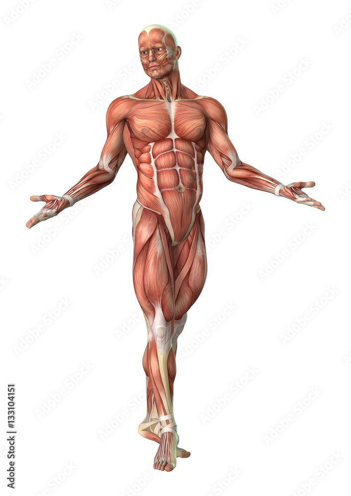 3D Rendering Male Anatomy Figure on White