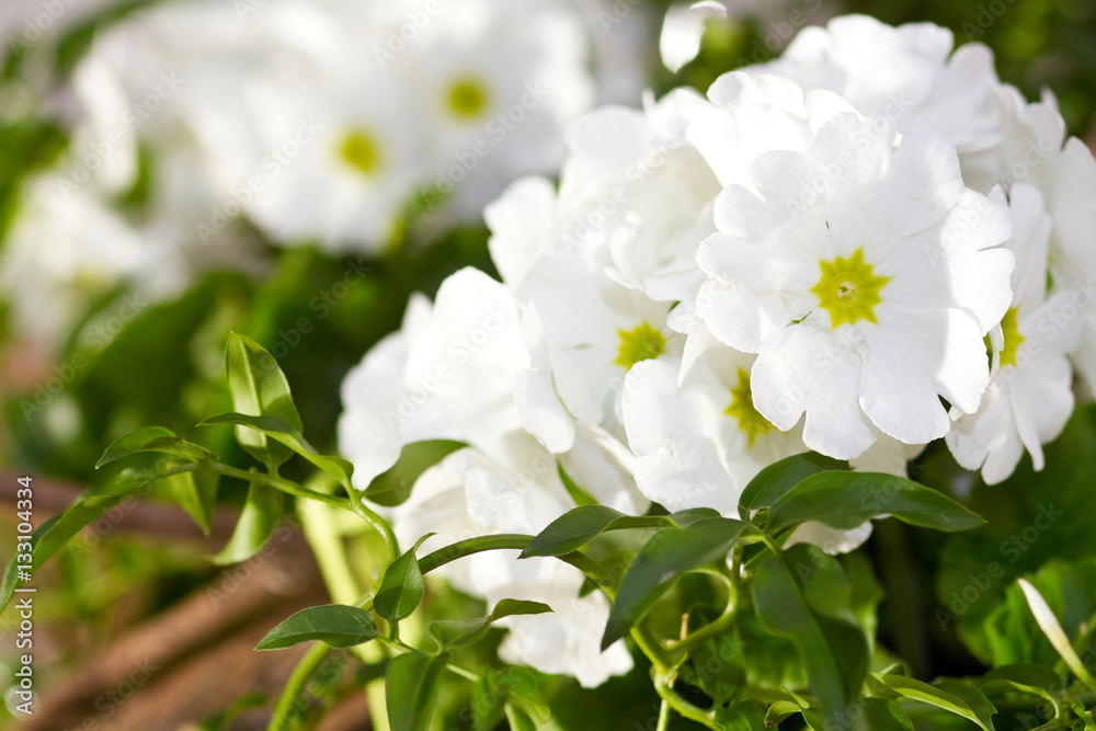 Obraz premium Weiße Primeln