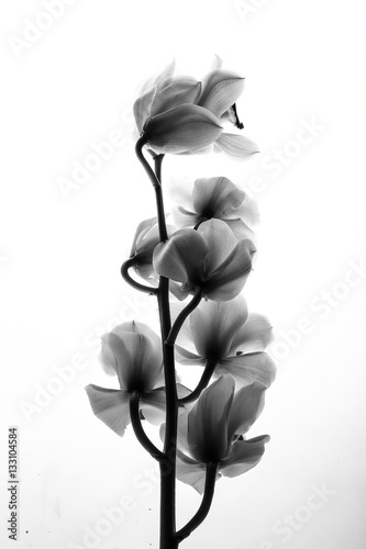 Black and white flowers