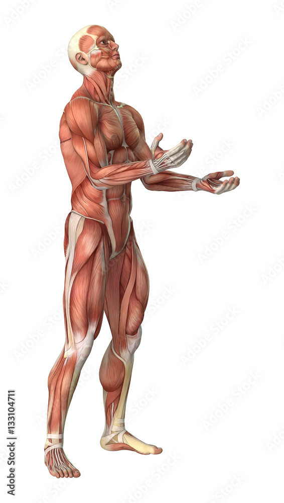 3D Rendering Male Anatomy Figure on White