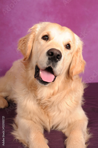 Golden Retriever portrait with purple background. Close-up photo of dog lying down cocking his head.
