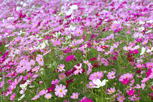 Cosmos Flower field blooming