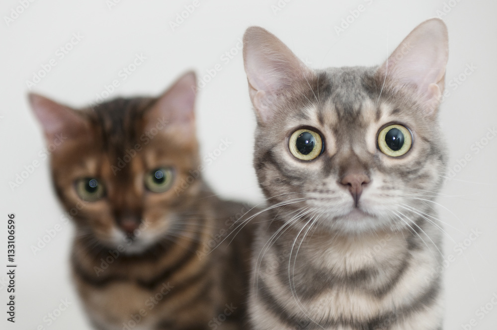 Katzen Katzen