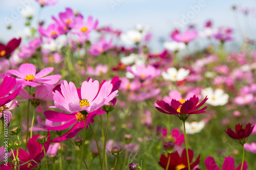 Cosmos Flower field with sky spring season flowers