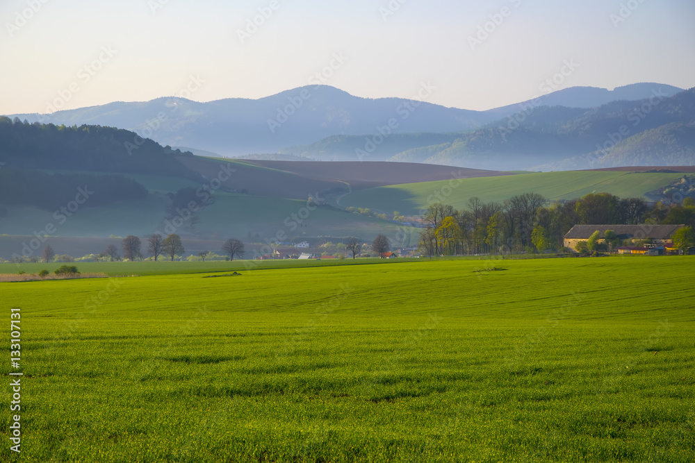 Corn field landscape with mountains in background