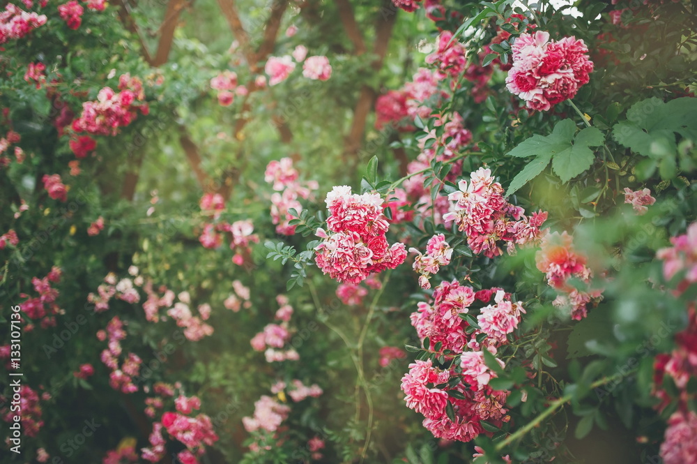 Obraz premium beautiful shrub roses in the light of the setting sun