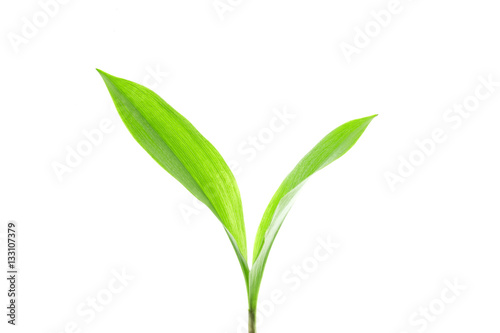 Green lily leafs isolated on white