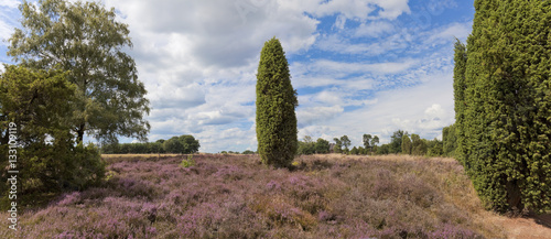 Heideblüte im Naturschutzgebiet Heiligen Hain. photo