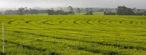 Patterns of Australia: Tea fields near Atherton photo
