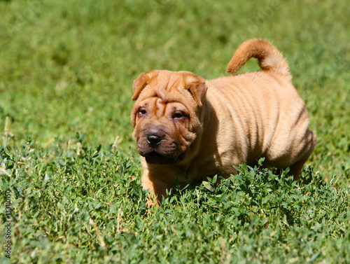 Red puppy with pleats. Little active dog on the green grass. Sharpay jumping and running. Pet for a walk. Horizontal object.